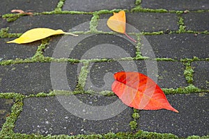 Autumn cobblestone background