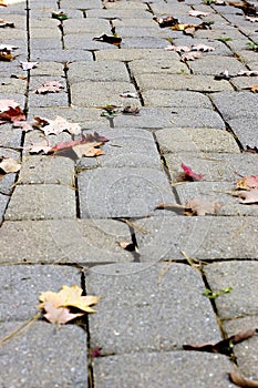 Autumn Cobblestone Walkway photo