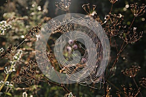 Gossamer