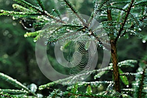 Autumn cobwebs in green forest