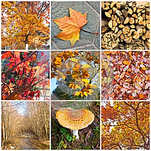 Autumn collage