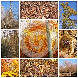 Autumn collage