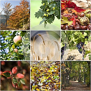 Autumn collage