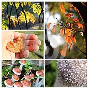 Autumn collage