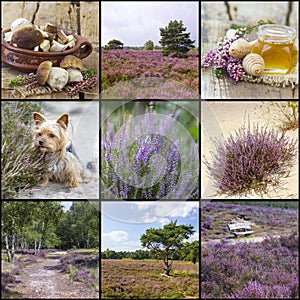 Autumn collage with heather flowers