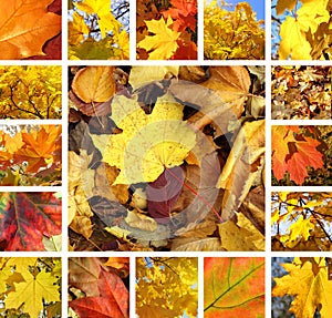 Beautiful autumn collage
