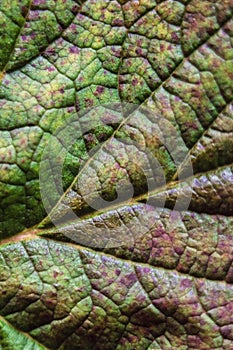 Autumn collection. Leaf currant. Macro.