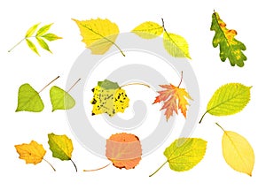Autumn collection leaves