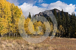 Autumn Color abounds in Cimarrona Campground, Colorado.