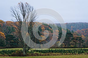 Autumn color along the Blue Ridge Parkway, in the Appalachian Mountains of Virginia