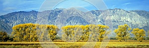 Autumn color along Highway 395,