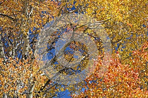 Autumn fall tree color aspen trees overhead sky landscape