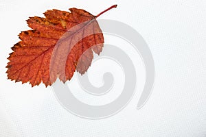 Autumn color of birch leaf isolated on white background.