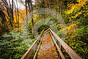 Autumn color and bridge on the Tanawha Trail, along the Blue Rid