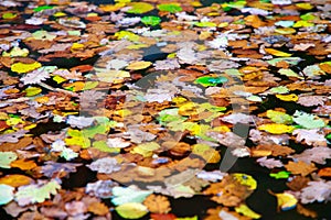 Autumn color change is season with red, yellow and green leaves alternates on water surface. photo