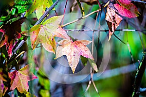 Autumn color changing leaves on a tree branch