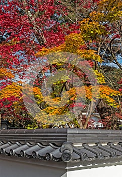 Autumn color in Eikando temple.