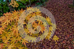 Autumn color in Eikando temple.