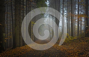 Autumn color forest path in Luzicke mountains in fall cloudy rainy morning