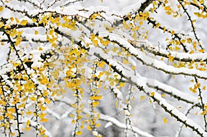 Autumn color ginkgo tree branches with snow