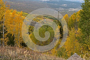 Autumn Color on the Grand Mesa