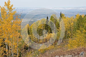 Autumn Color on the Grand Mesa