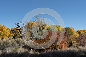 Autumn Color in the Grand Valley