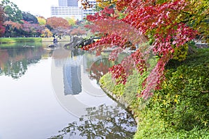 autumn color of Japan maple leaves on tree is green, yellow, orange and red discoloration and refletion on water pond in the photo