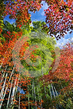 Autumn color in Kyoto