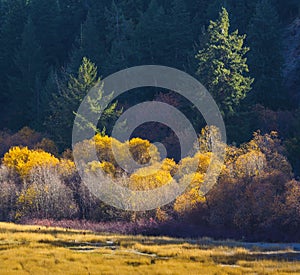 Autumn color landscape