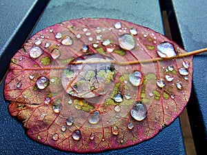 Autumn Color leaf water droplets
