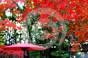 Autumn color of leaves around teahouse