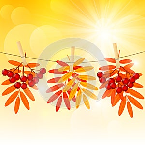 Autumn color leaves on sunny background