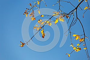 autumn color leaves under blue sky