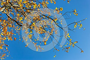 autumn color leaves under blue sky