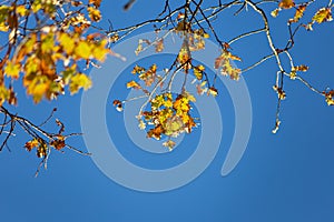 autumn color leaves under blue sky