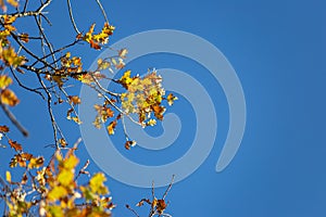 autumn color leaves under blue sky