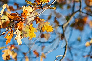 autumn color leaves under blue sky