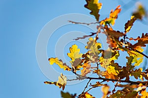 autumn color leaves under blue sky