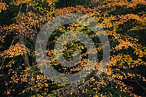 Autumn color, at Minnewaska State Park, in the Shawangunk Mountains, New York