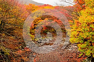 Autumn color in Naejangsan national park, South korea