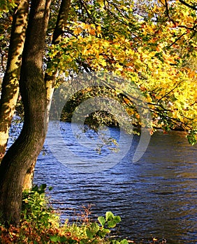 Autumn color in the river