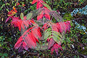 Autumn color of Staghorn Sumac