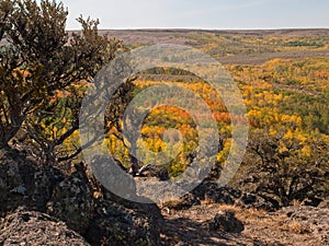 Autumn colored aspen trees in desert