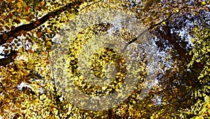 Autumn colored beech trees