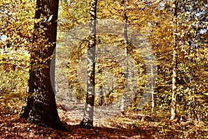 Autumn colored beech trees