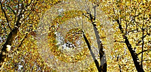 Autumn colored beech trees