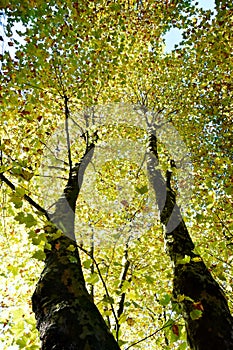 Autumn colored beech trees