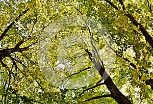 Autumn colored beech trees