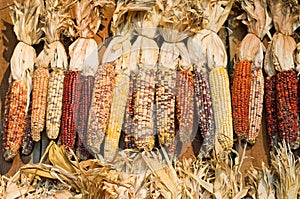 Autumn colored corn